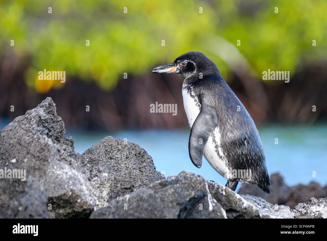 Galápagos-Pinguin (Spheniscus mendiculus) auf vulkanischem Gestein in der Elizabeth Bay, Isabela Island, Galápagos Inseln, Ecuador. Stockfoto