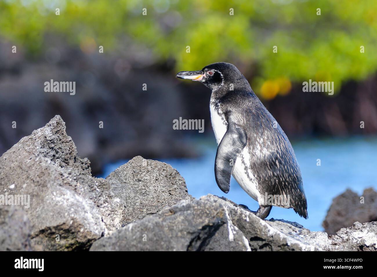 Galápagos-Pinguin (Spheniscus mendiculus) auf vulkanischem Gestein in der Elizabeth Bay, Isabela Island, Galápagos Inseln, Ecuador. Stockfoto