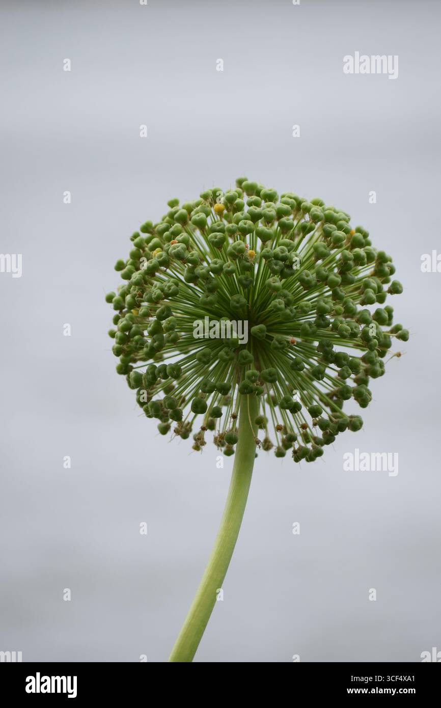 Ein großer grüner kugelförmiger Samenstand einer Zierlauch-Blumenzwiebel, der dicht gepackte kleine Samenkapseln bildet Stockfoto