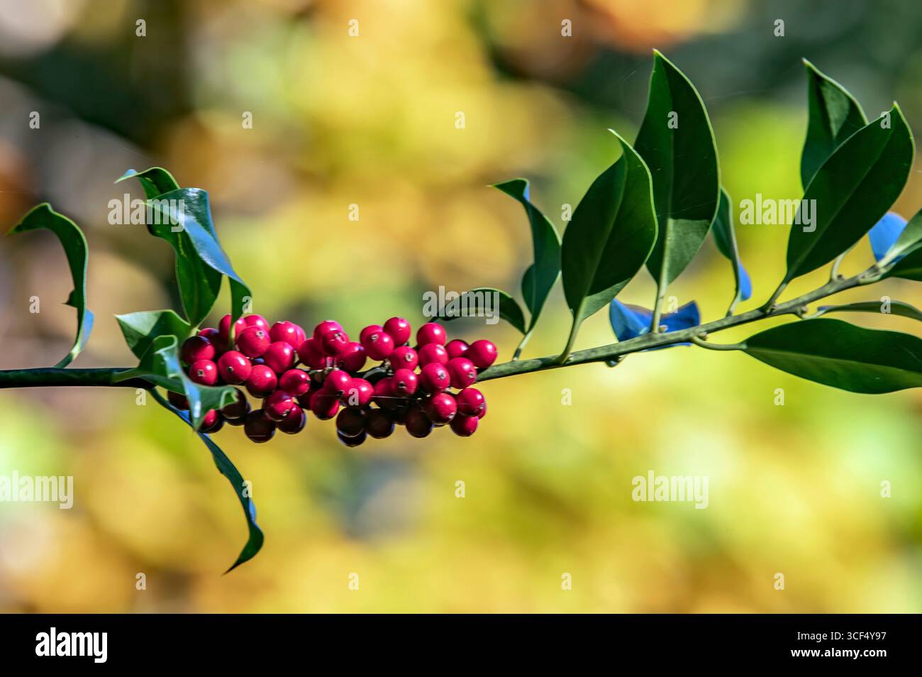gemeinsamen holly Stockfoto