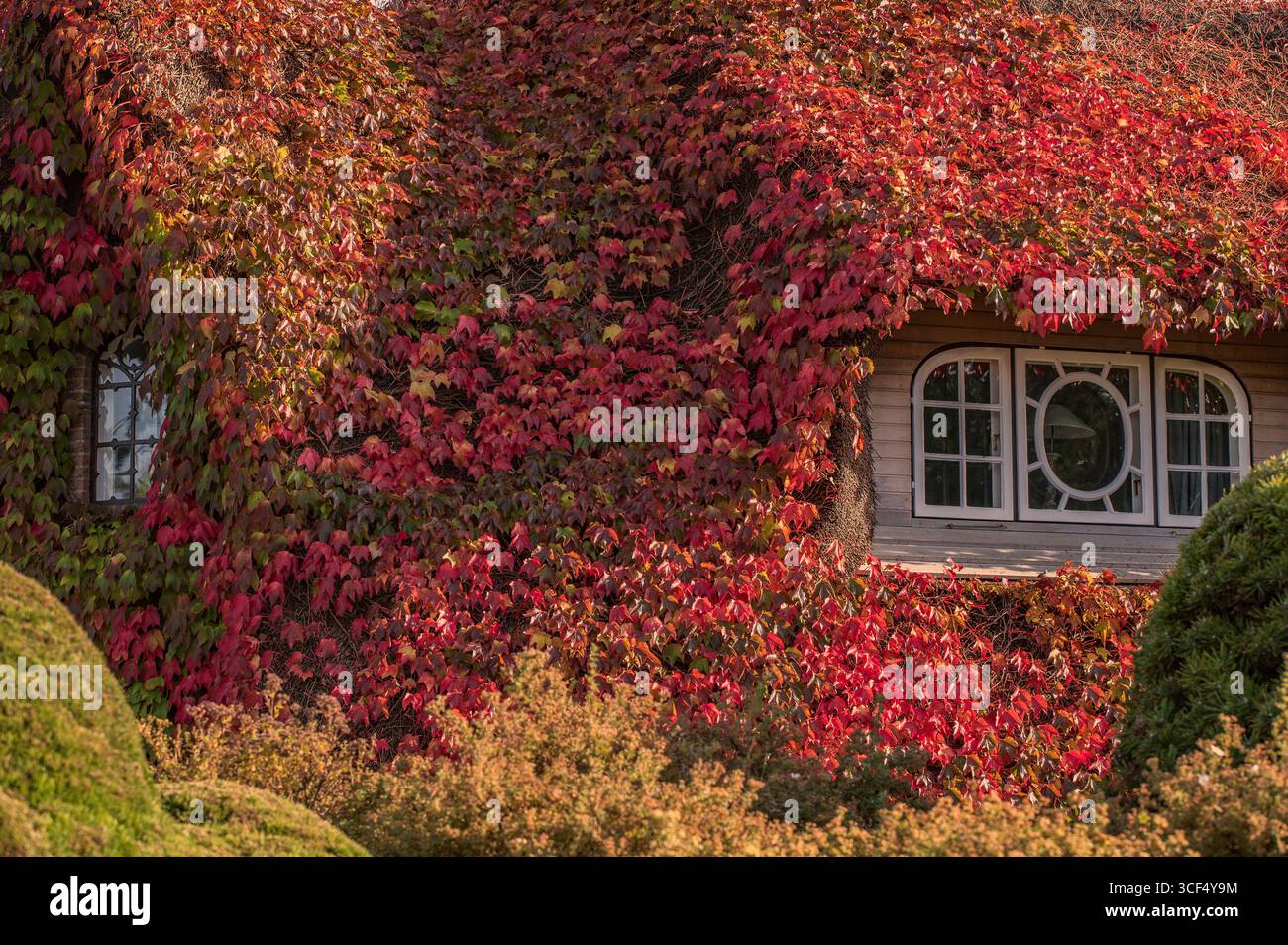 Fassadenbegrnung mit japanischem Efeu Stockfotografie - Alamy