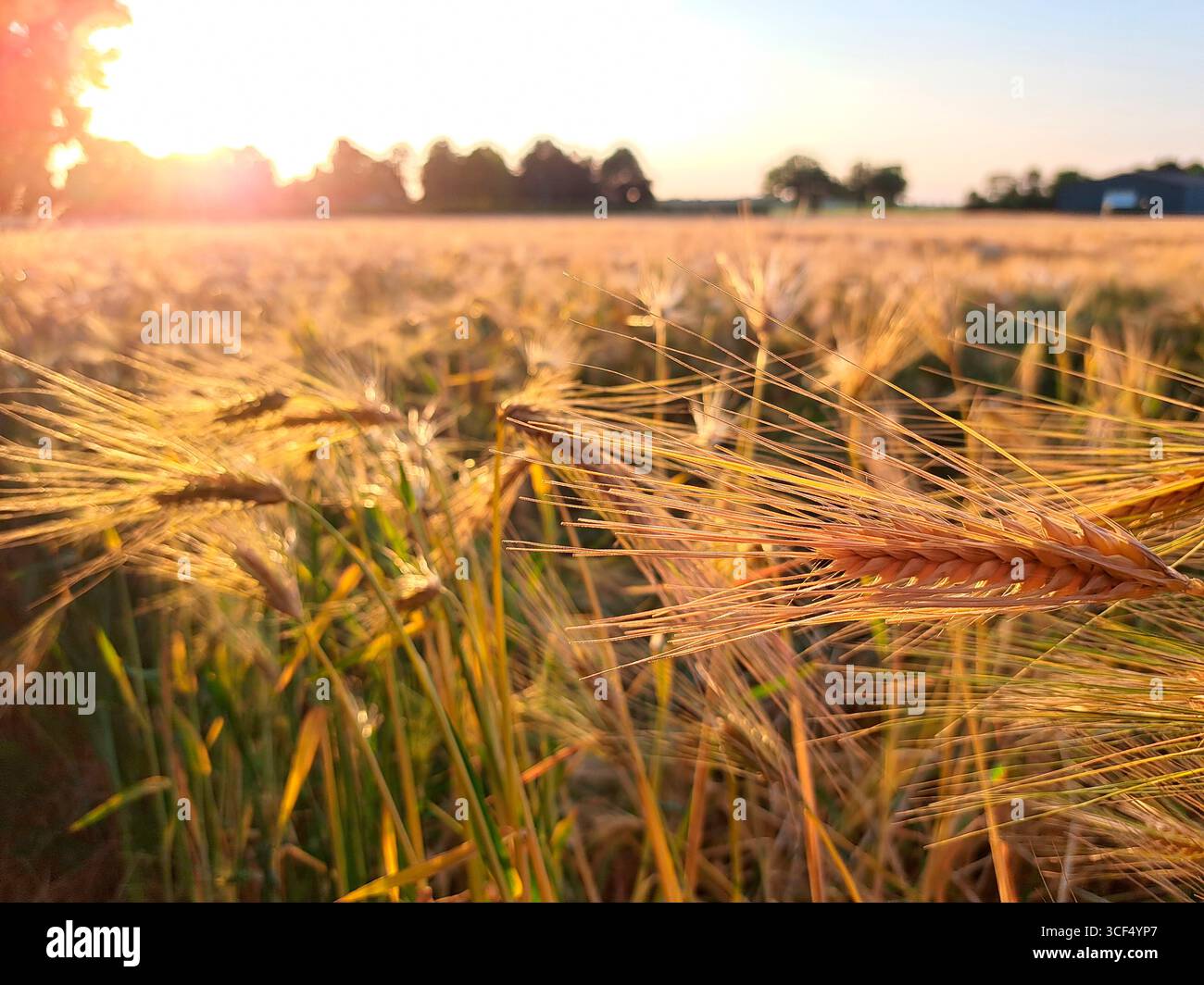 Getreidefeld mit Gerste (Hordeum vulgare) erntebereit, Nordrhein-Westfalen, Deutschland, Weilerswist Stockfoto