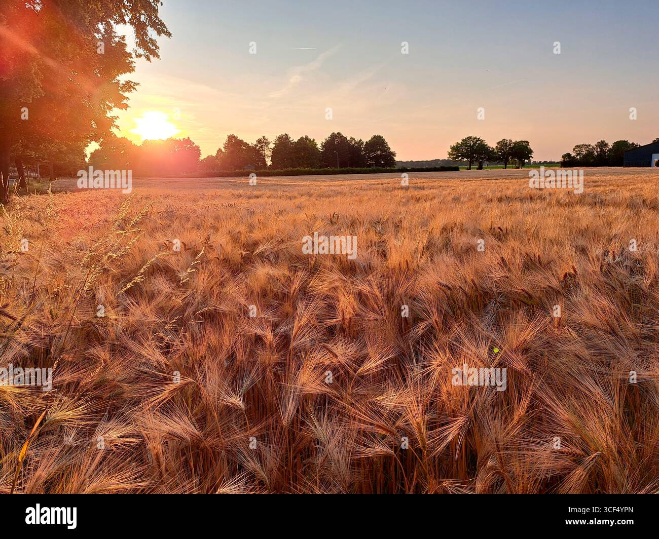 Getreidefeld mit Gerste (Hordeum vulgare) erntebereit, Nordrhein-Westfalen, Deutschland, Weilerswist Stockfoto