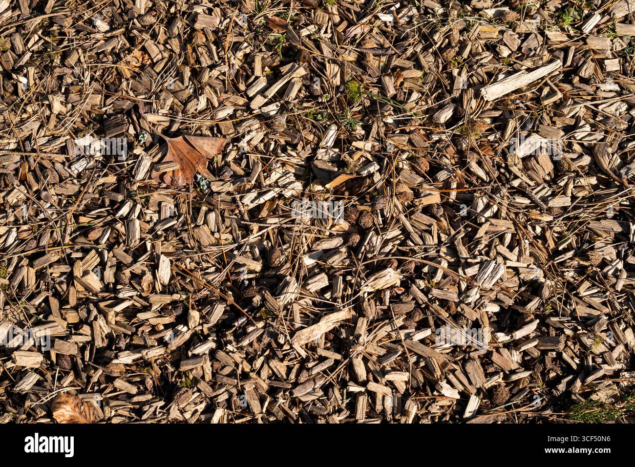 Holzspäne, Holzspäne, Tapeten Stockfoto