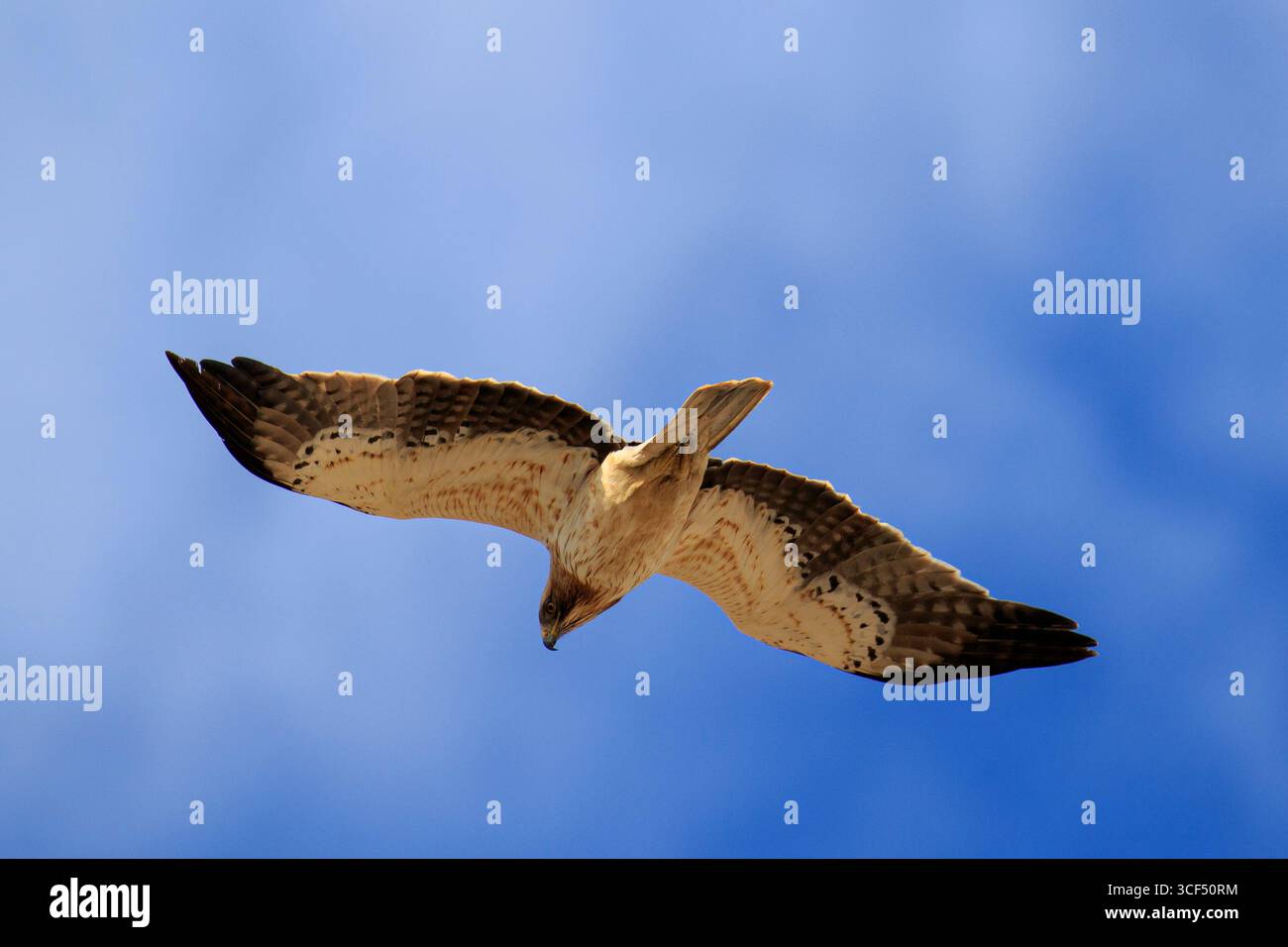 Ein gestielter Adler in Nahaufnahme mit einem blauen Himmel Hintergrund bedeckt mit ein paar dünnen Wolken. Stockfoto