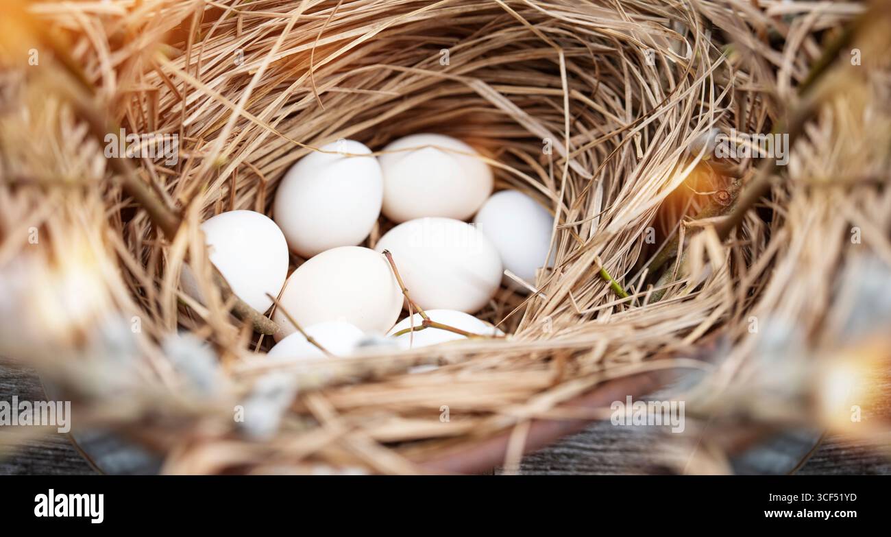 Frische weiße Hühnereier draußen in einem Strohnest. Stockfoto