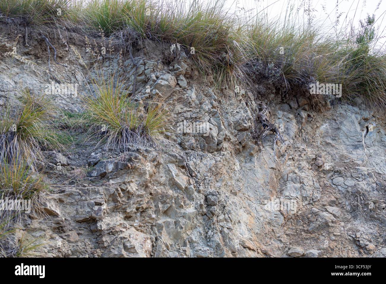 Wildes Gras, das auf einer steilen Klippe wächst, mit sichtbaren Rissen und Anzeichen von Erosion, was auf ein hohes Erdrutschrisiko und eine potenzielle Gefahr hinweist Stockfoto