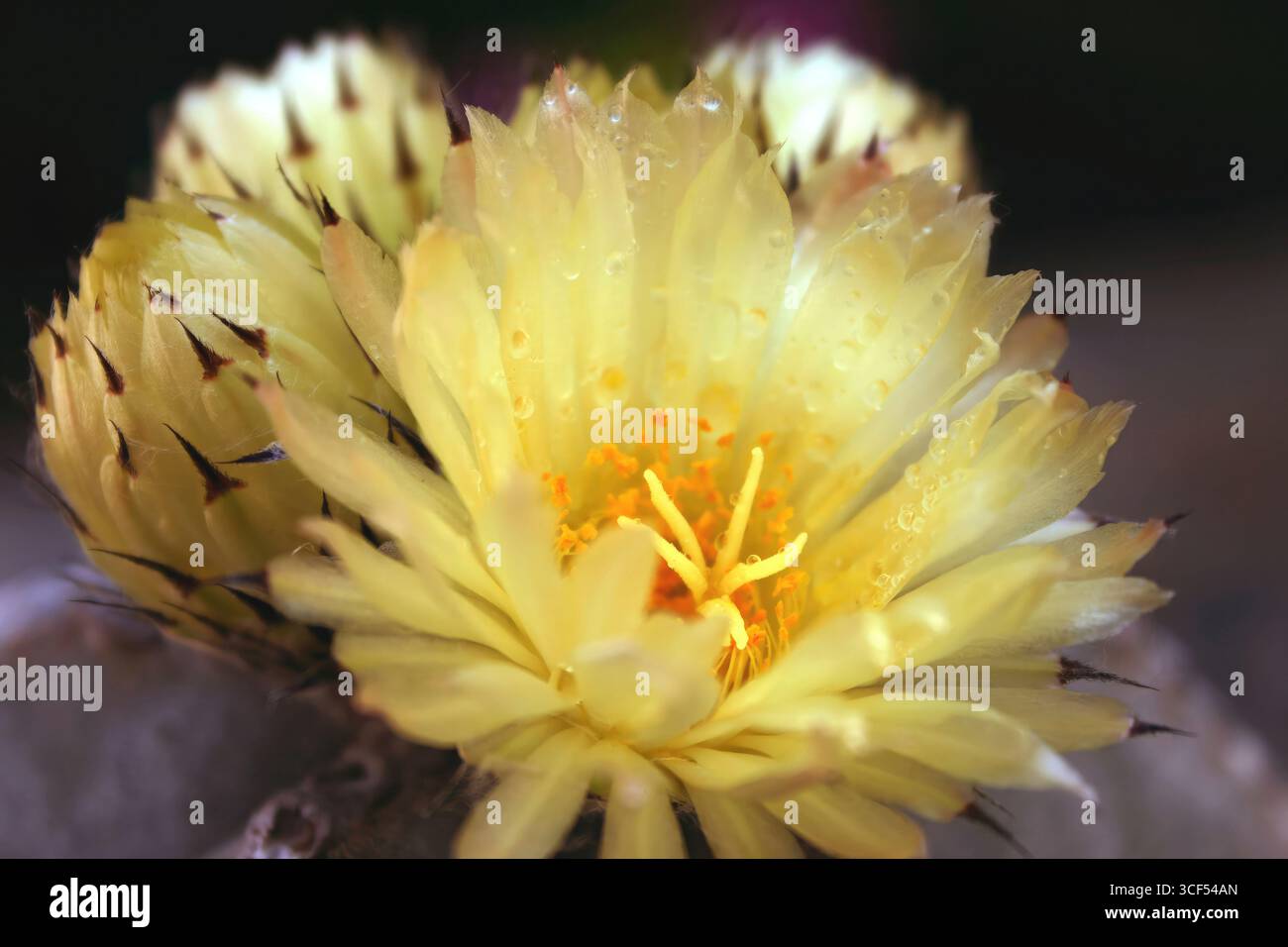 Blühende gelbe Parodia-Kaktusblüte mit komplizierten Blütenblättern, scharfen Dornen, zartem Stigma, prominentem Stil, üppigen Staubblättern, feine Pollen und glitzernde Wassertropfen Stockfoto