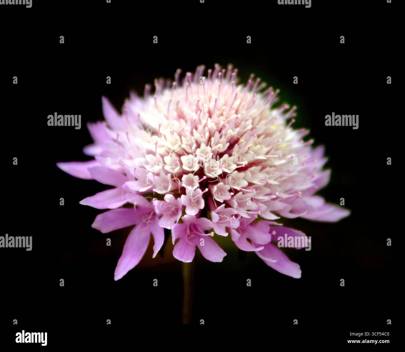 Scabiosa atropurpurea, oder kissenförmige Blüte, besticht durch zarte Blütenblätter und einen auffälligen Kontrast vor einem dunklen Hintergrund, der die Kunstfertigkeit der Natur unterstreicht Stockfoto