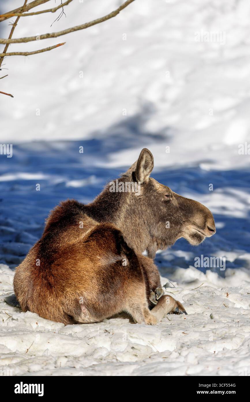 Elche (Alces alces) liegen im Schnee im Tiergehege im Nationalpark Bayerischer Wald in Bayern. Stockfoto