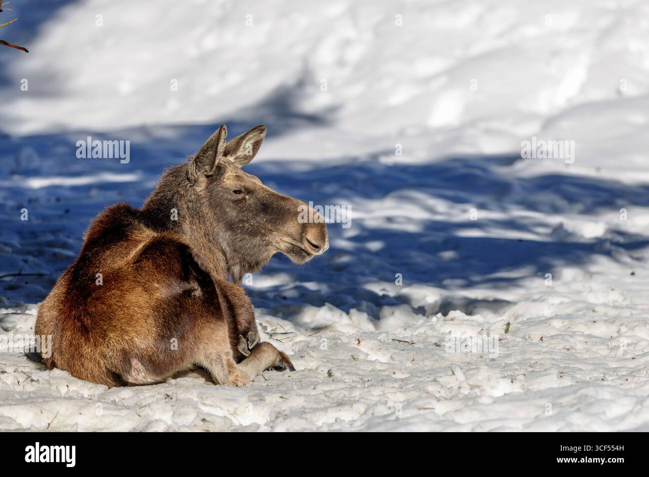 Elche (Alces alces) liegen im Schnee im Tiergehege im Nationalpark Bayerischer Wald in Bayern. Stockfoto