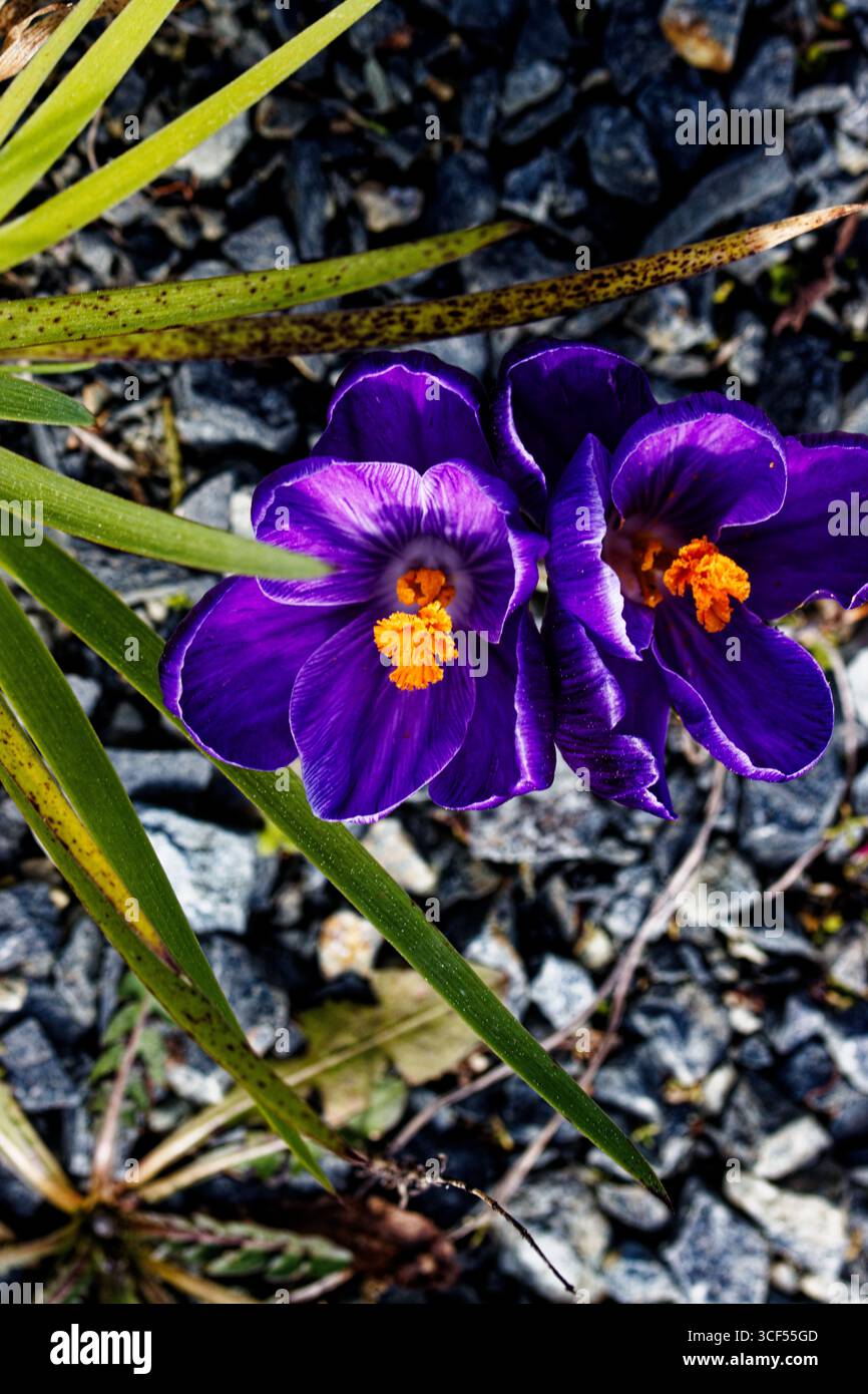 Crocus vernus (Frühlingskrokus, Riesenkrokus) ist eine Art aus der Familie der Iridaceae, die in den Alpen, den Pyrenäen und dem Balkan beheimatet ist. Stockfoto