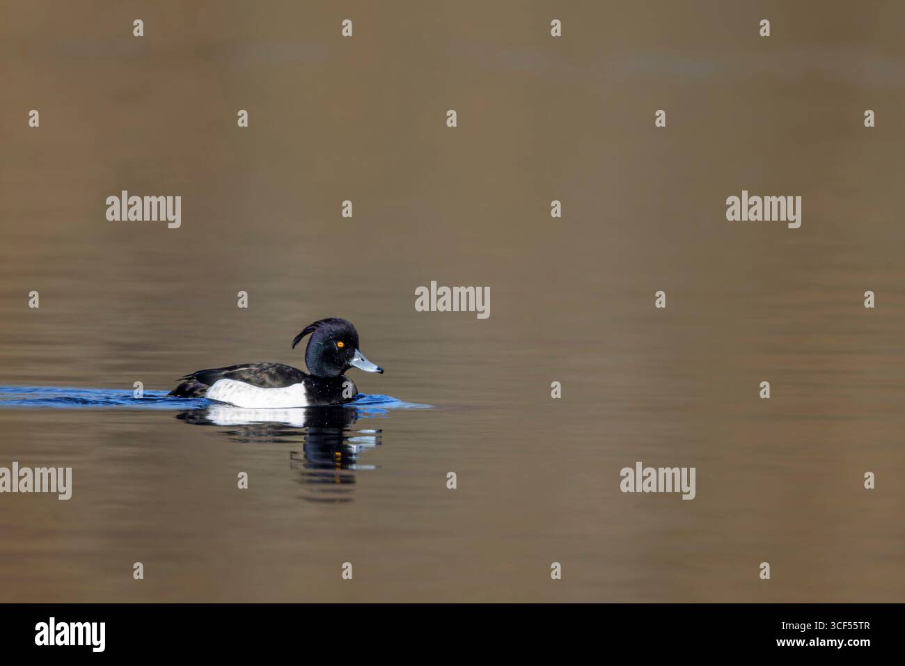 Männliche getuftete Ente (Aythya fuligula) schwimmt in einem See im Naturschutzgebiet Mönchbruch Stockfoto