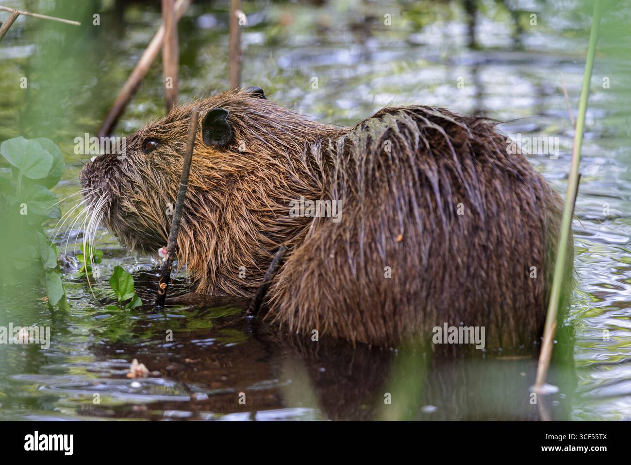 Nutria (Myocastor coypus) im Naturschutzgebiet Mönchbruch Stockfoto