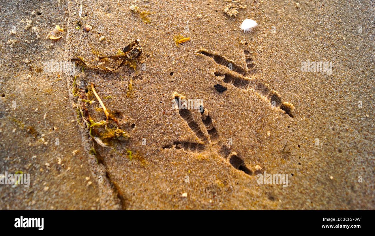 Nahaufnahme von Möwenspuren im Sand – detaillierte Vogelwege am Strand. Stockfoto