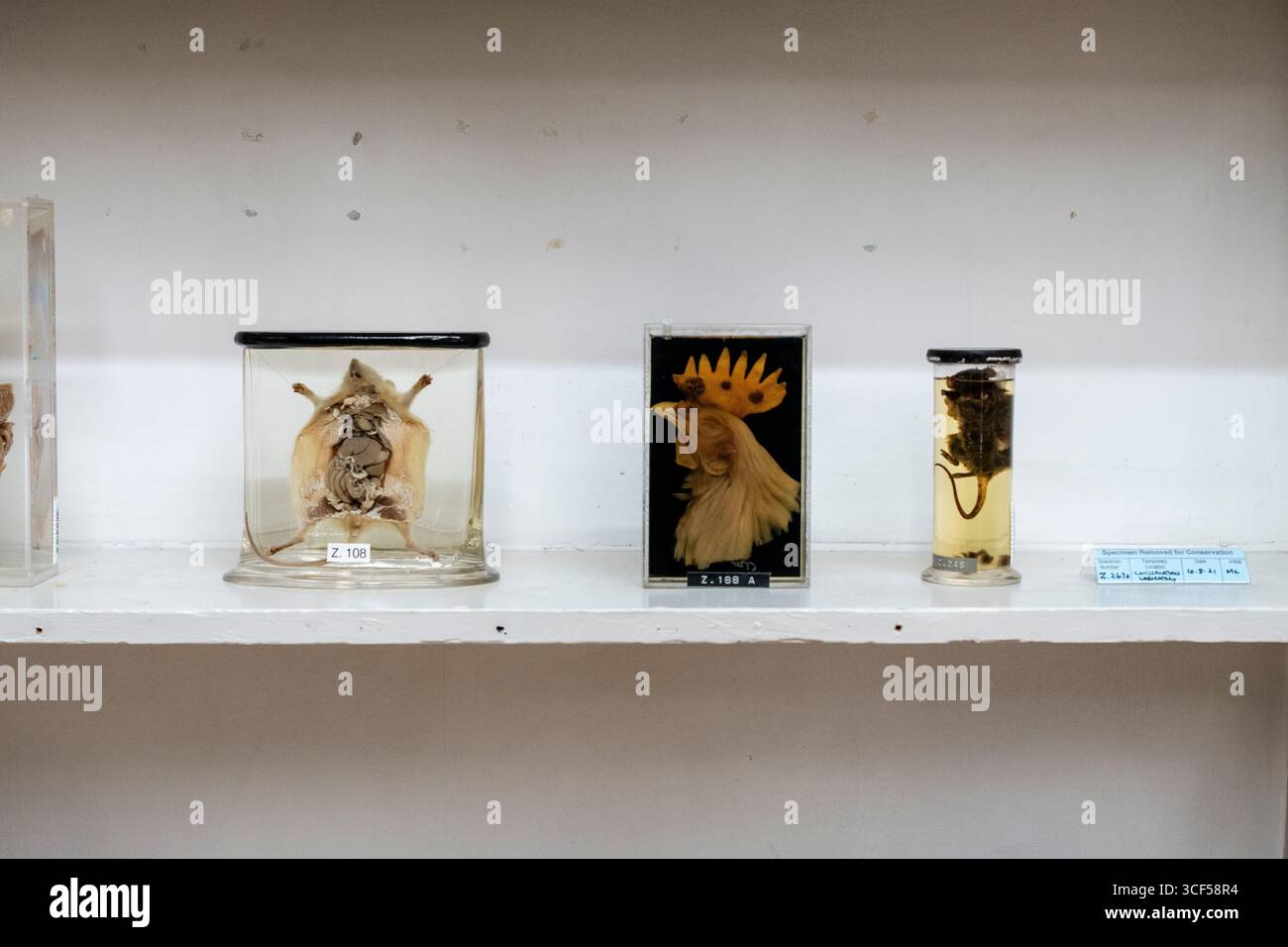 Exemplare auf dem Regal im St Barts Hospital London, Pathologiemuseum Saint Bartholomews. UK Stockfoto