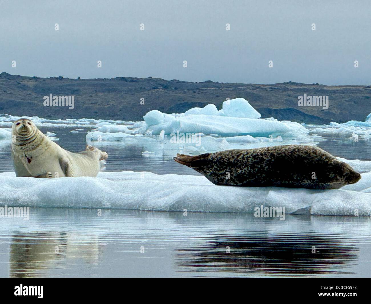 Zwei Seehunde, die im Sommer auf dem Eisberg schwimmen. - Smartphone-aufgenommenes Stockfoto