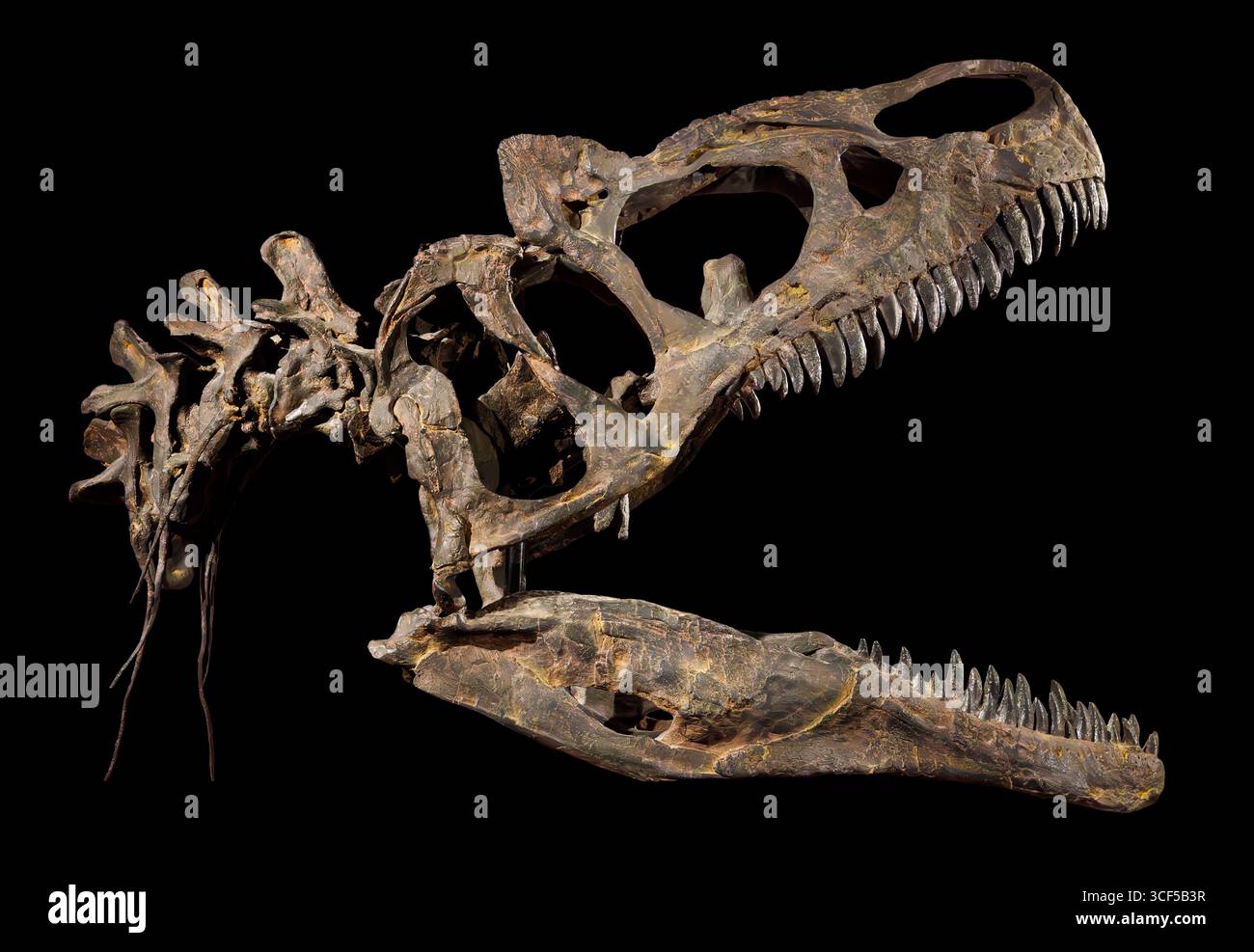 Allosaurus jimmadseni, Theropoden-Dinosaurier-Fossil, Morrison-Formation, Spätjura (150 Millionen Jahre), weite Savannenlandschaft (heiß und trocken), Stockfoto