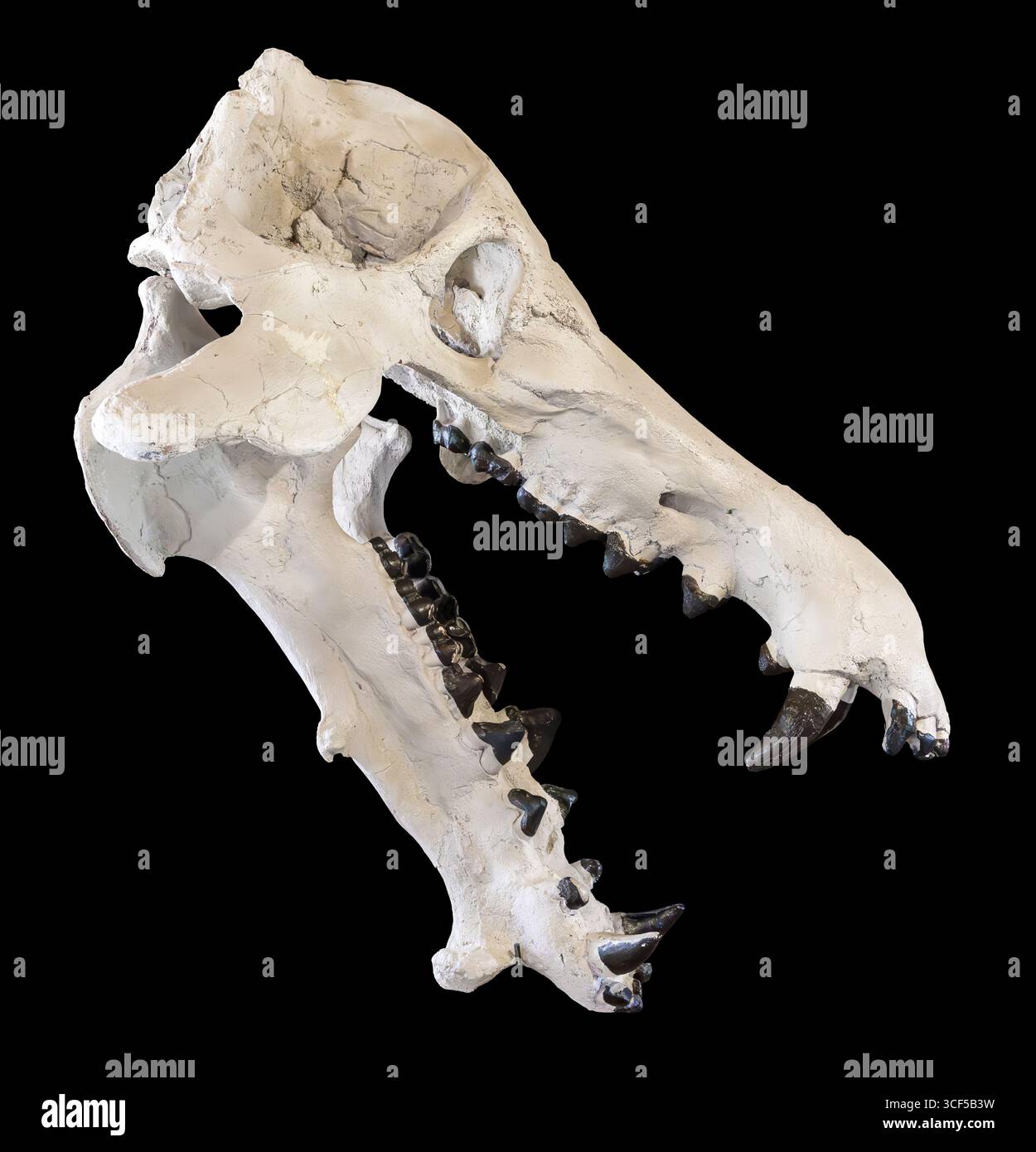 Archaeotherium Skull Casting, White River Formation, Oligozän (34–23 Millionen Jahre alt), Nordamerika Stockfoto