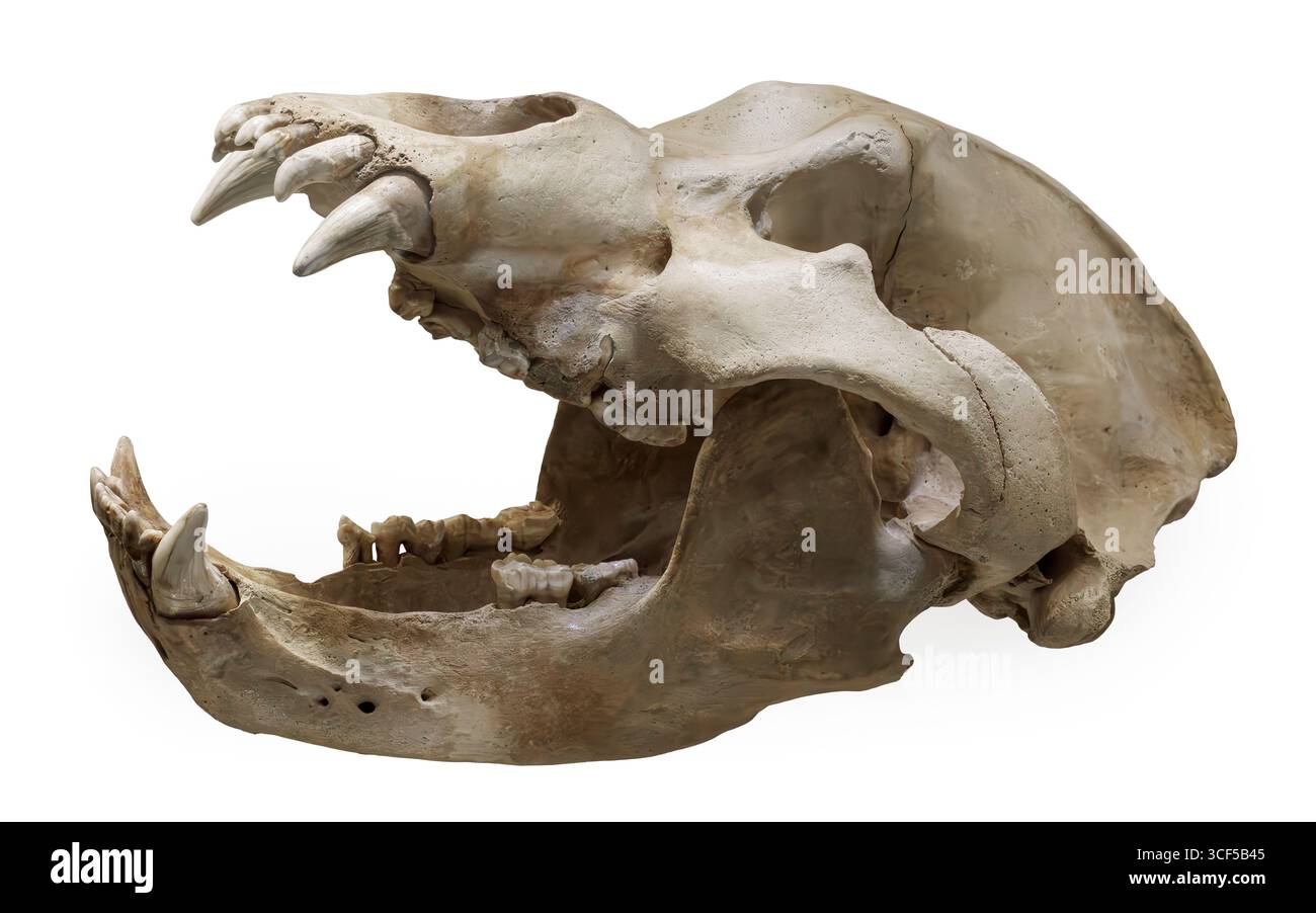 Höhlenbär (Ursus spelaeus), Mittel- bis Spätpleistozän, „Höhle der Knochen“, Südwestkarpaten, Rumänien. Stockfoto