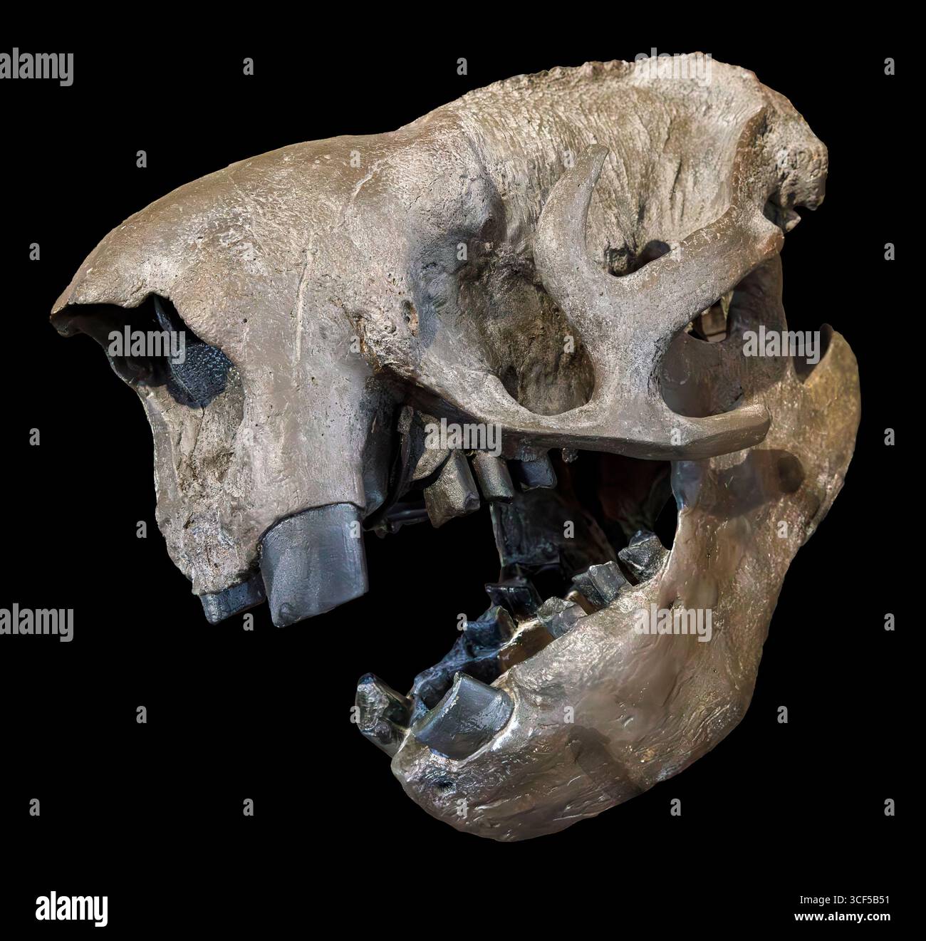 Megalonyx jeffersonii (Jefferson’s Ground Faultier) fossiler Schädel, Pleistozän, Nordamerika. Stockfoto