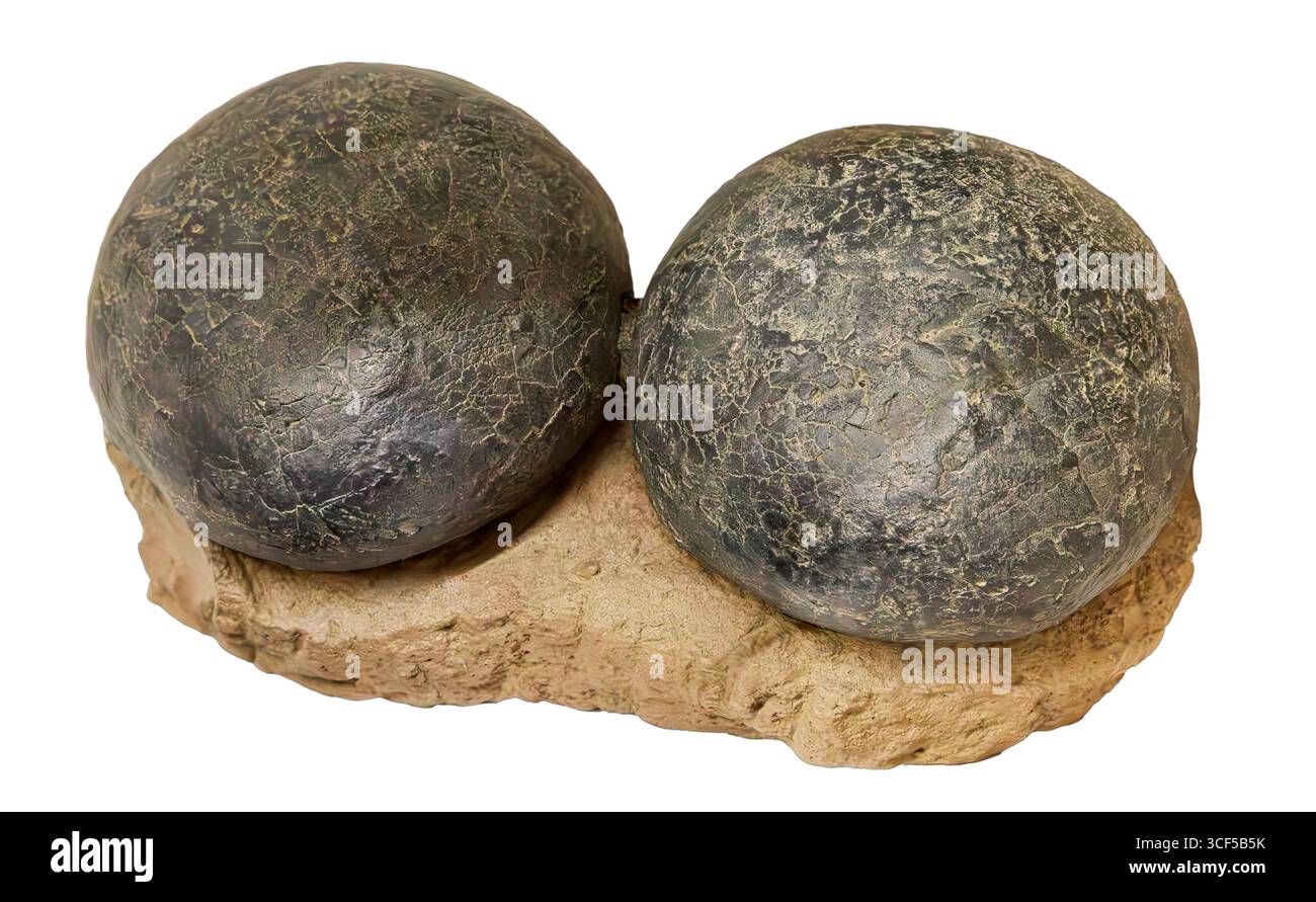 Ornithopod-Dinosauriereier (Replik), Kreidezeit (vor 83–74 Millionen Jahren), Mongolei und China Stockfoto