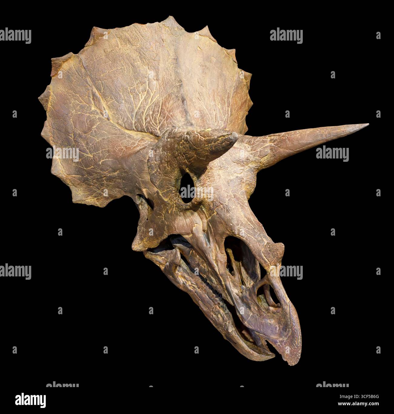 Triceratops horridus Skull, Hell Creek Formation, späte Kreidezeit (68–66 Millionen Jahre), westliches Nordamerika Stockfoto