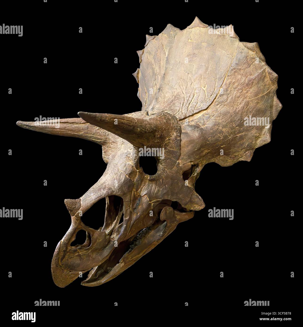 Triceratops horridus Skull, Hell Creek Formation, späte Kreidezeit (68–66 Millionen Jahre), westliches Nordamerika Stockfoto