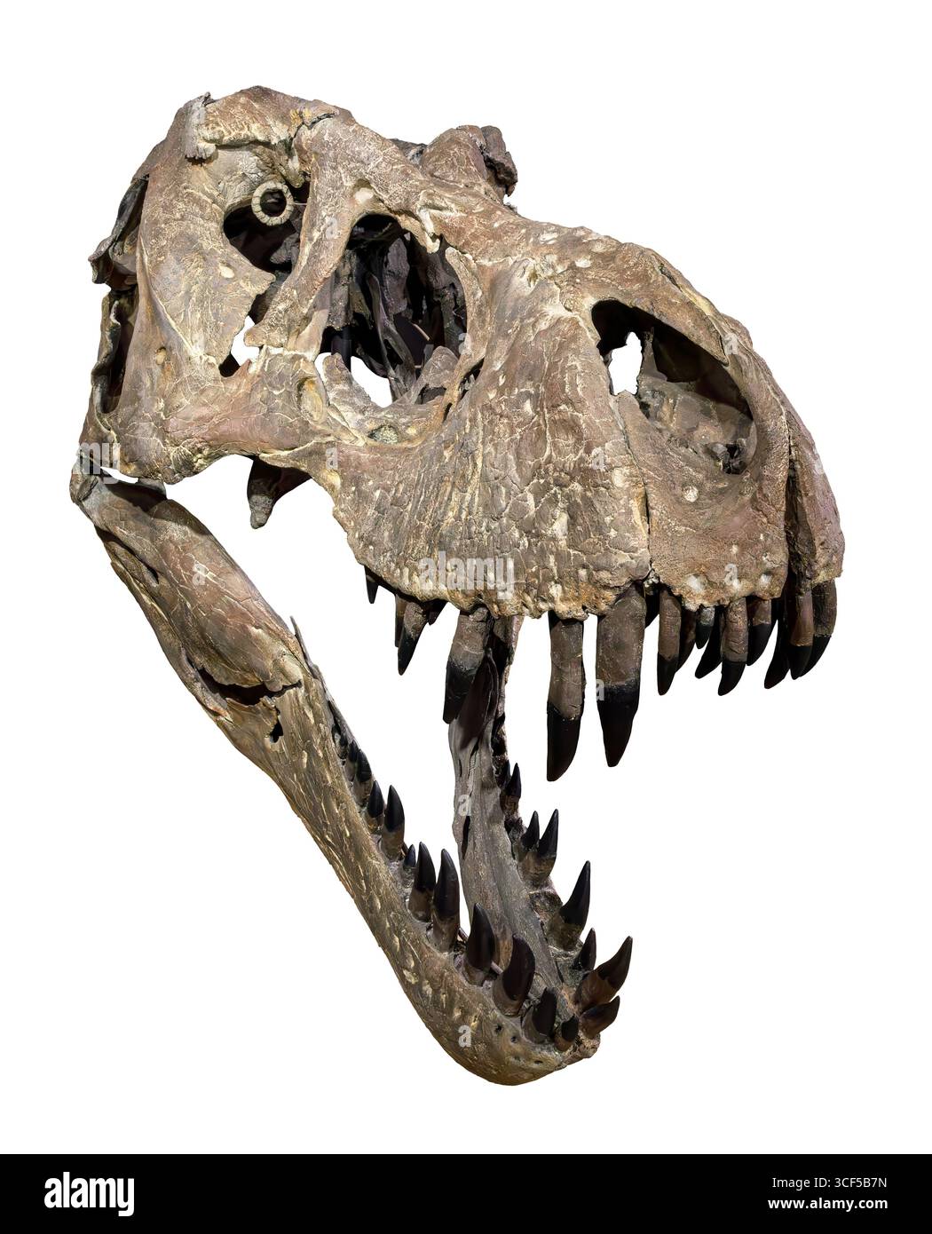 Tyrannosaurus rex Skull, Hell Creek Formation, späte Kreidezeit (68–66 Millionen Jahre), westliches Nordamerika Stockfoto