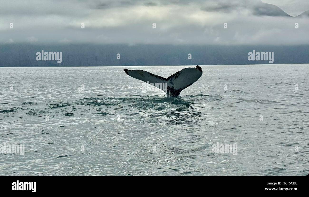 Buckelwale im Nordosten Islands beim Abtauchen. - Smartphone-aufgenommenes Stockfoto