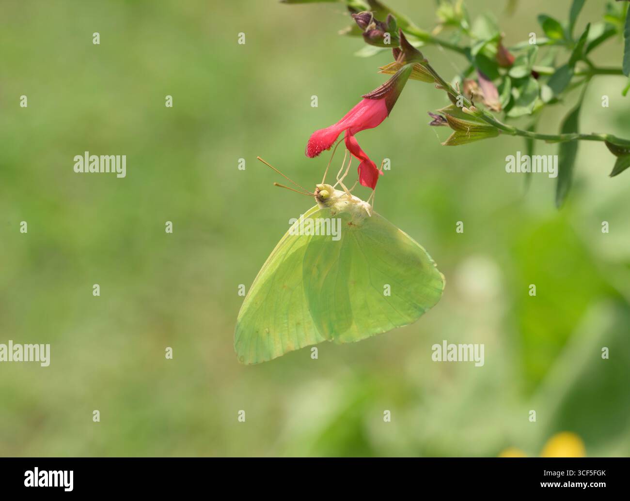 Leuchtend gelber Wolkenloser Schwefelfalter, der sich von einer leuchtend roten Salviablüte ernährt Stockfoto