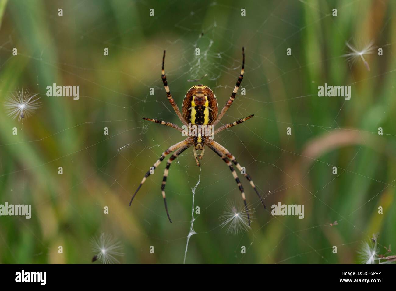 Wespenspinne Argiope bruennichi Makro auf Orbitennetz, dorsale Ansicht mit gelb-schwarz gestreiftem Bauch und gebänderten Beinen, grüner Wiesenhintergrund Stockfoto