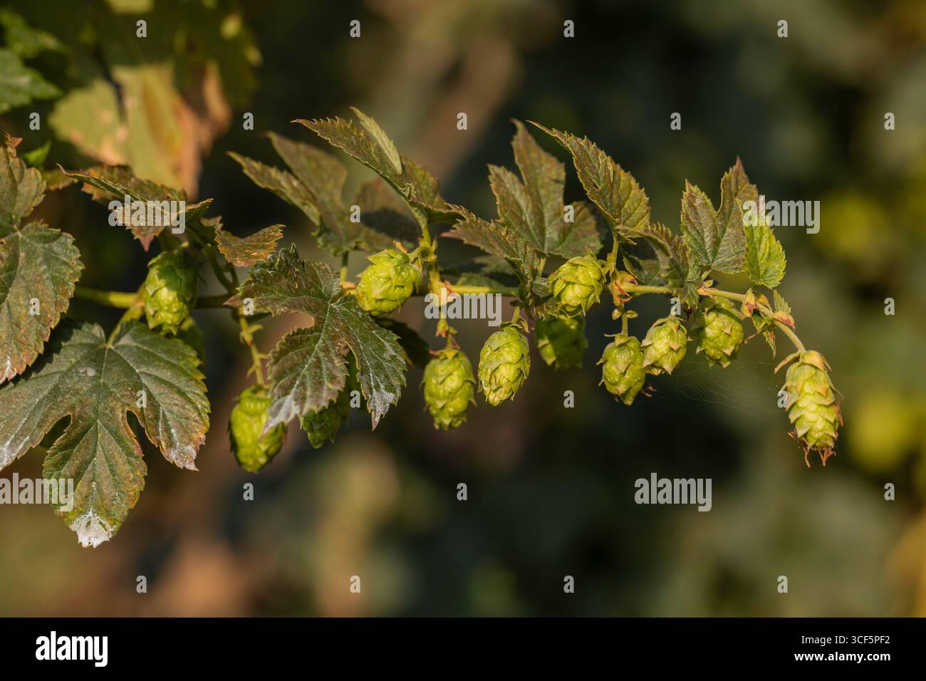 Nahaufnahme von grünen Hopfenzapfen und Blättern auf einer Humulus-lupulus-Blume, natürliches weiches Bokeh-Hintergrund, spätsommerreife, geringe Tiefe des Feldes Stockfoto