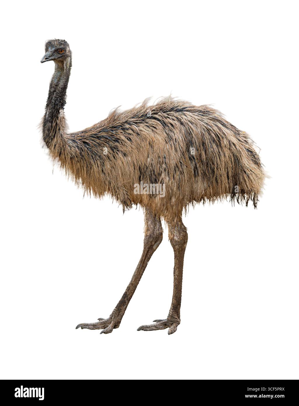 Große emu mit flauschigem braunem Gefieder und schlanken Beinen, die aufrecht stehen und Details seiner einzigartigen Federn und des langen Halses vor weißem Hintergrund zeigen Stockfoto