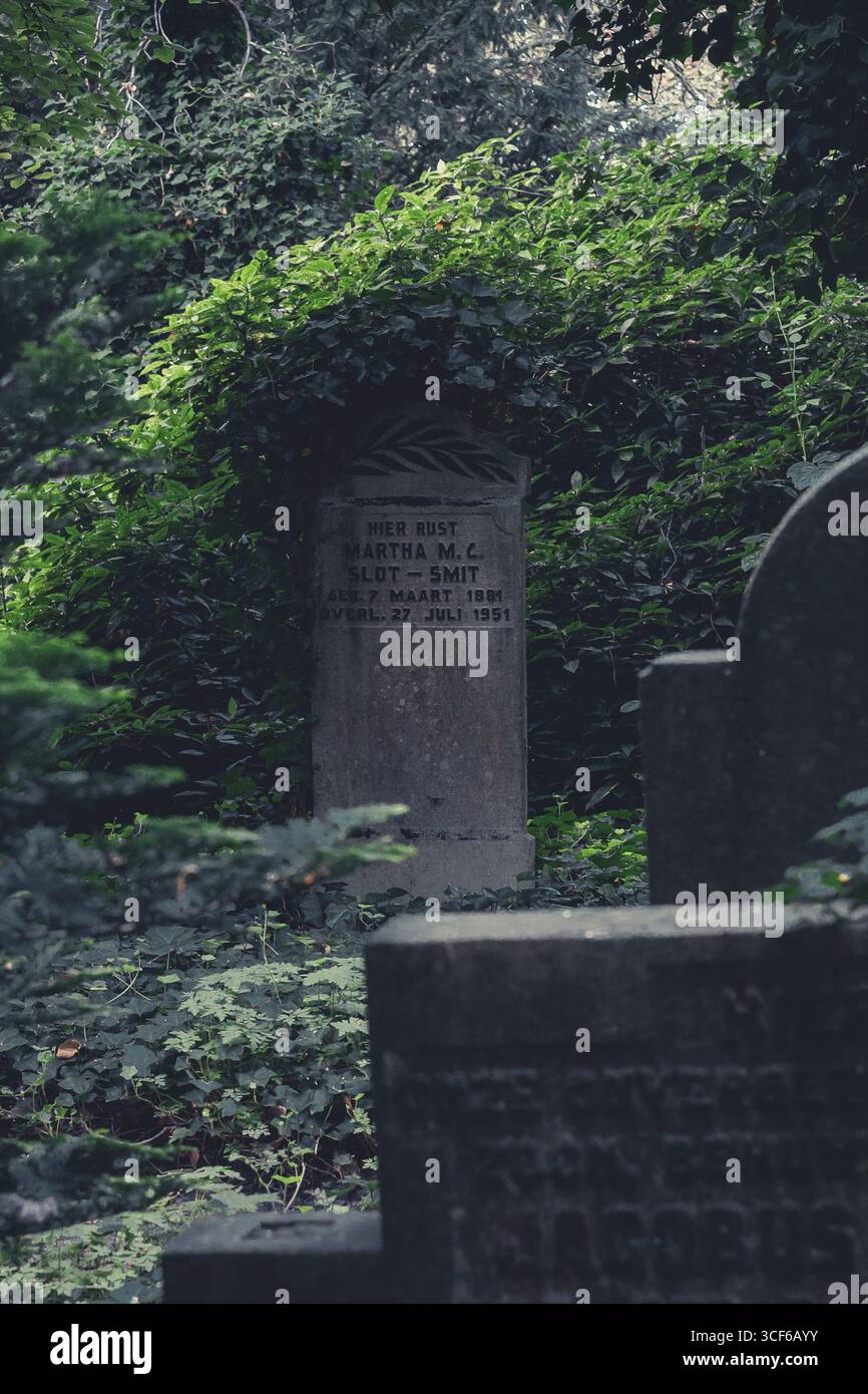 Amsterdam, Niederlande – 20. August 2025: Der Grabstein von Martha M. C. Slot-Smit (1884–1951) steht inmitten von dichtem Efeu und Laub am Huis te Vraag Ceme Stockfoto