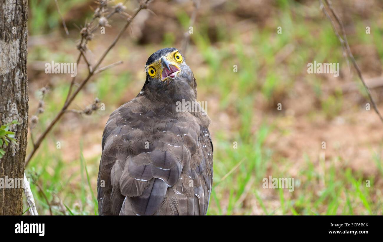 Nahaufnahme eines Schlangenadlers im Yala-Nationalpark, Sri Lanka. Mit seinem auffälligen gelben Auge und seinem scharfen, hakenförmigen Schnabel Stockfoto