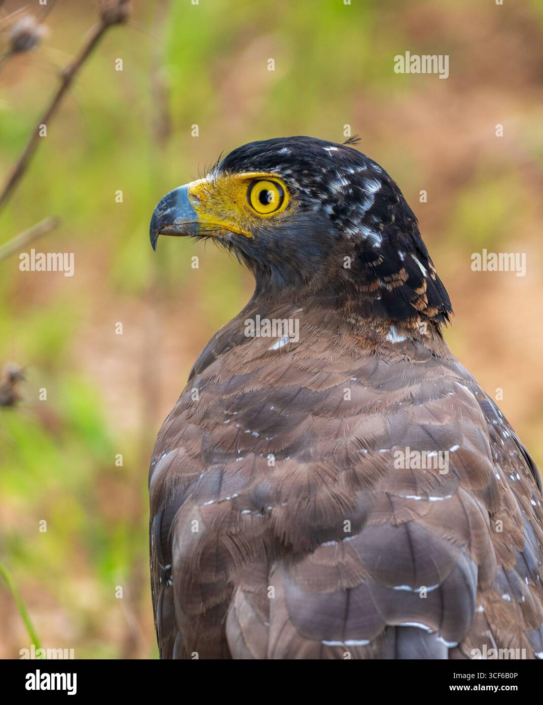 Nahaufnahme eines Schlangenadlers im Yala-Nationalpark, Sri Lanka. Mit seinem auffälligen gelben Auge und seinem scharfen, hakenförmigen Schnabel Stockfoto