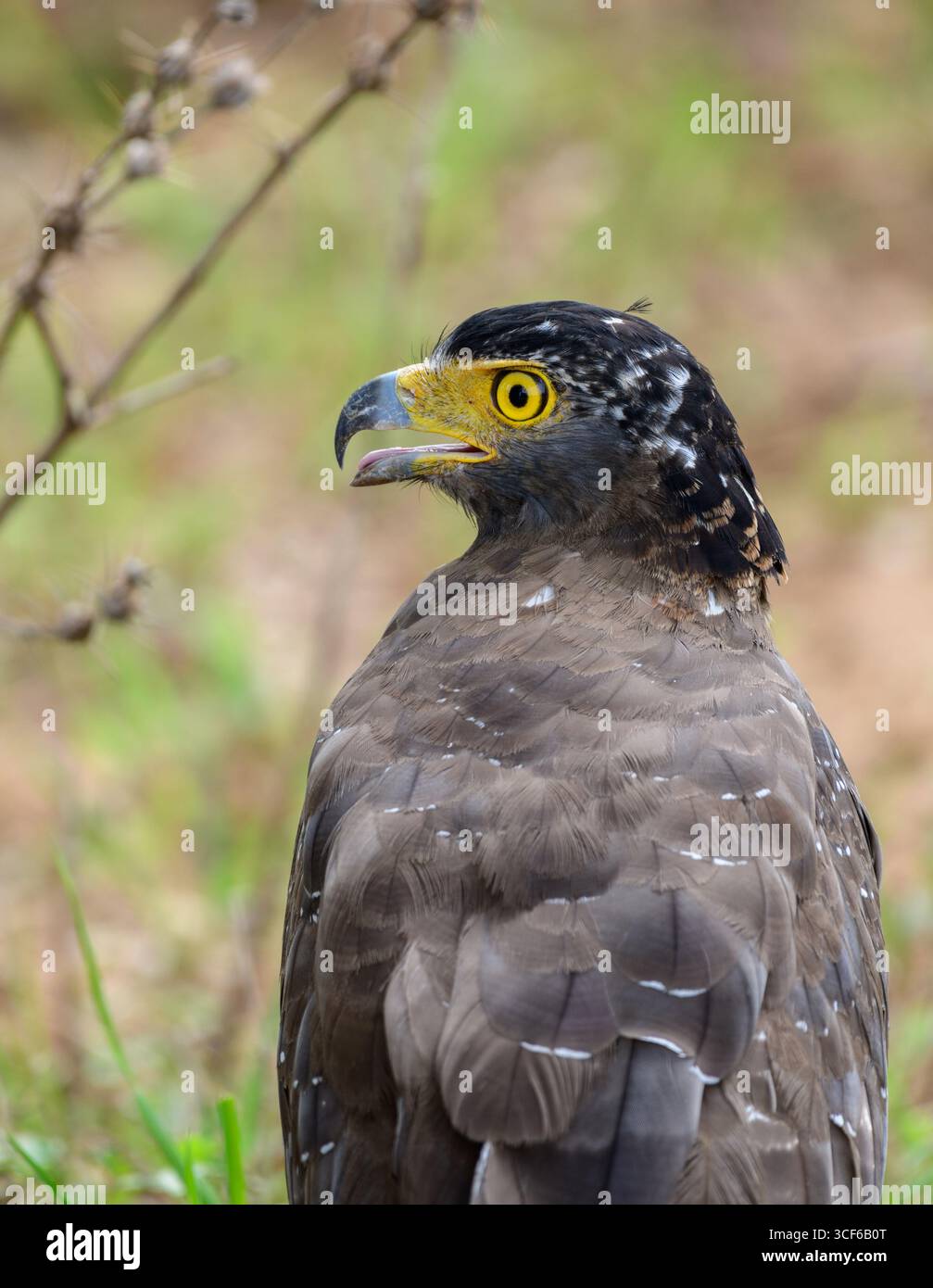 Nahaufnahme eines Schlangenadlers im Yala-Nationalpark, Sri Lanka. Mit seinem auffälligen gelben Auge und seinem scharfen, hakenförmigen Schnabel Stockfoto