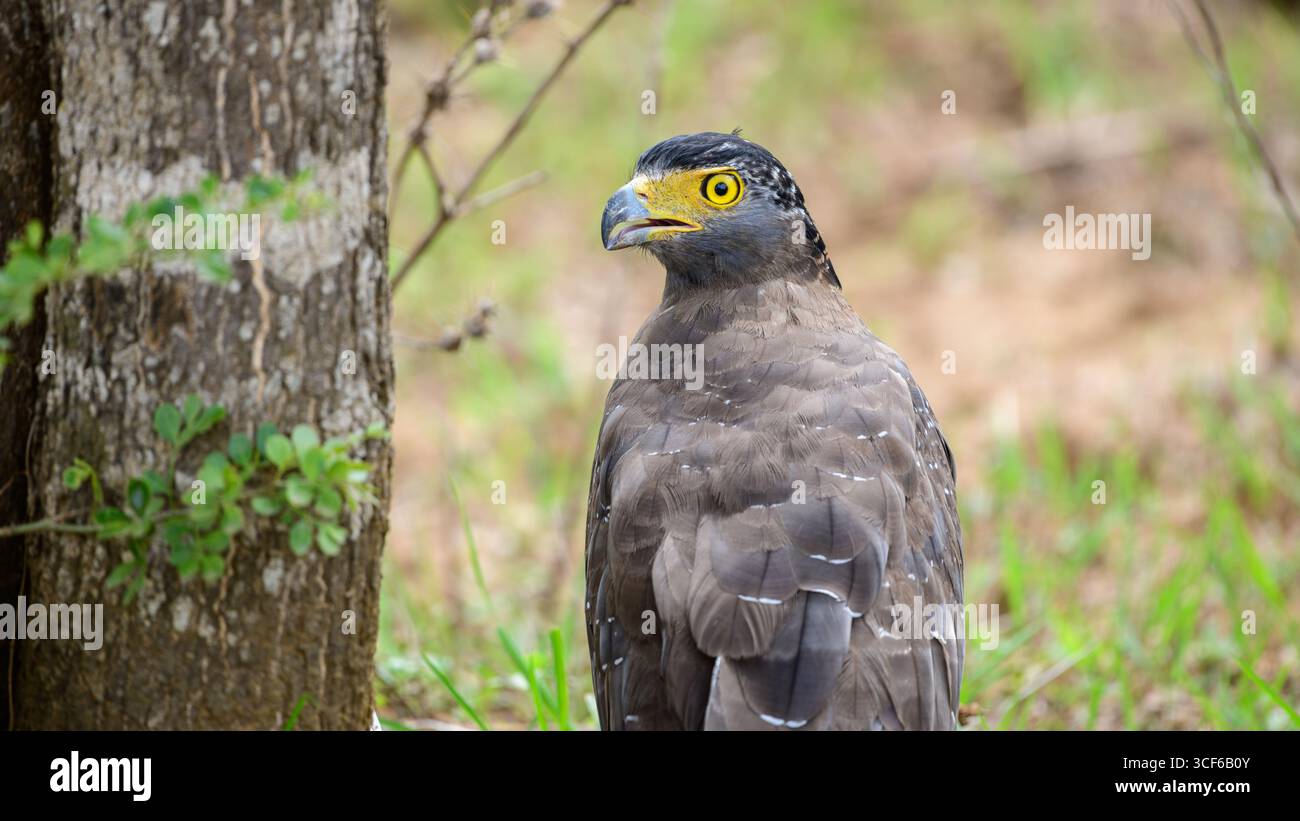 Nahaufnahme eines Schlangenadlers im Yala-Nationalpark, Sri Lanka. Mit seinem auffälligen gelben Auge und seinem scharfen, hakenförmigen Schnabel Stockfoto