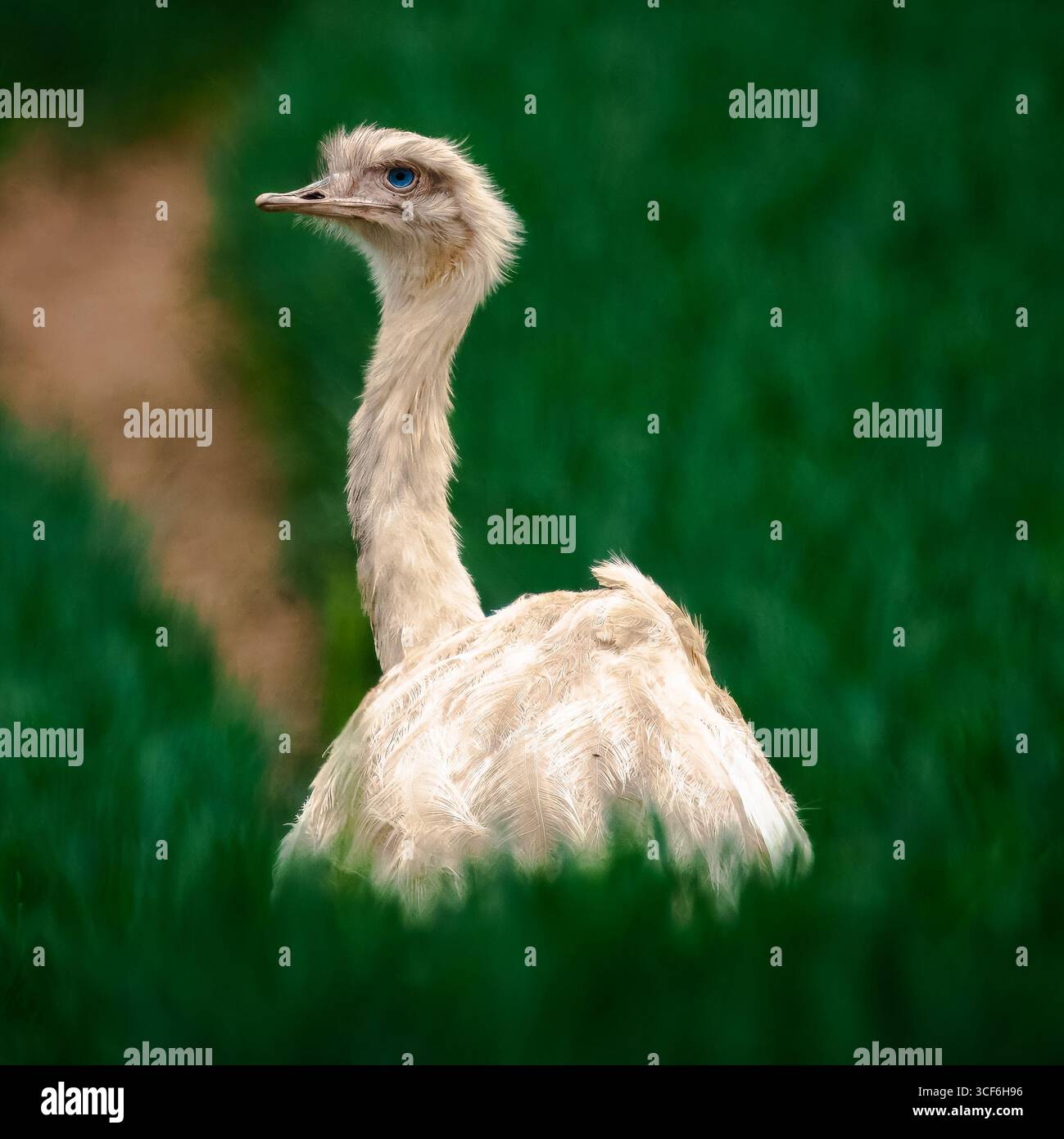 Weiße rhea (Rhea americana) mit blauen Augen auf grünem Feld, seltene leuzistische Vogelarten aus Südamerika, Tierfotografie Stockfoto