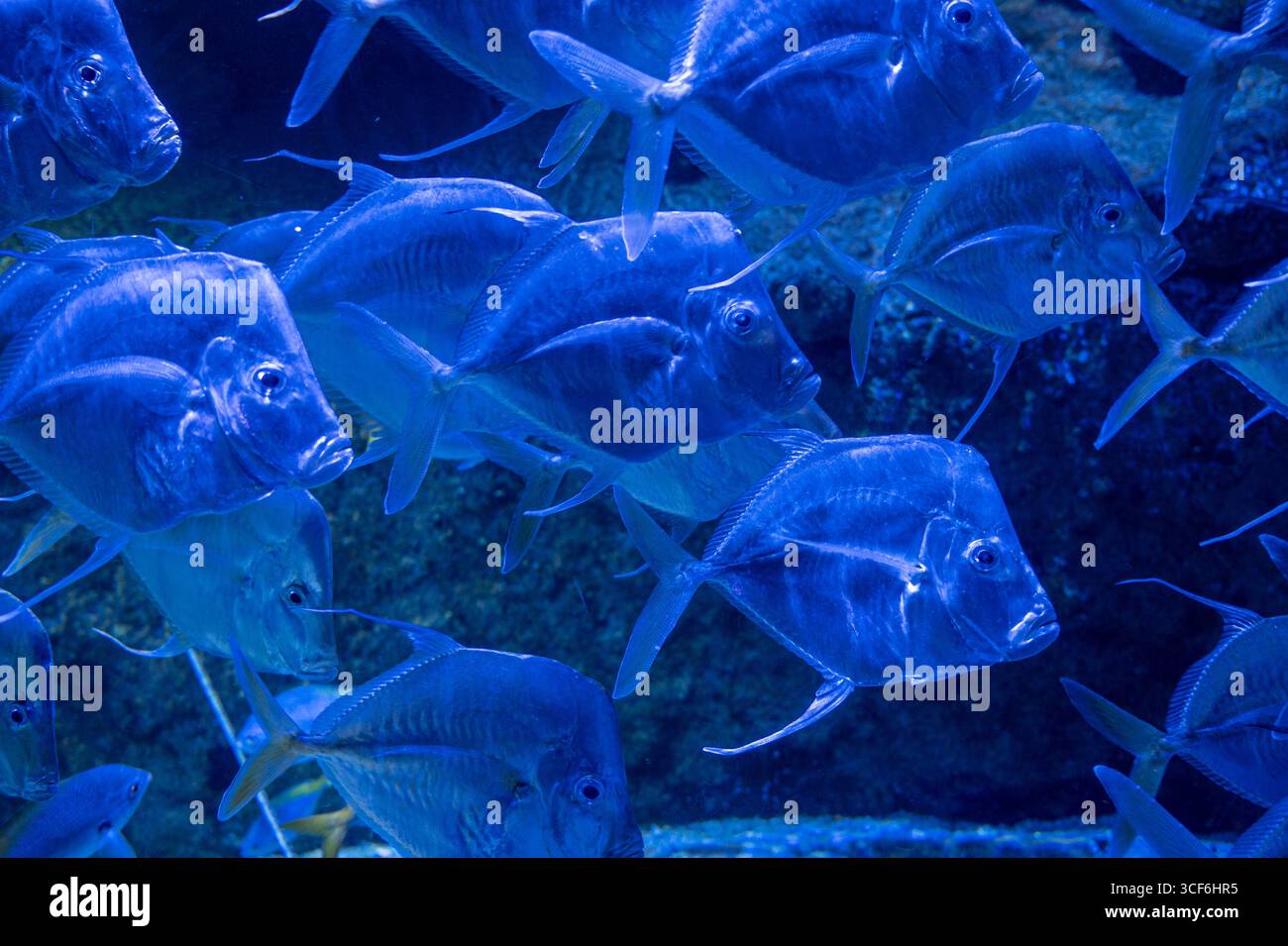 Eine Gruppe Fische, die in einem Becken schwimmen. Die Fische sind alle blau und schwimmen in einer Schlange Stockfoto