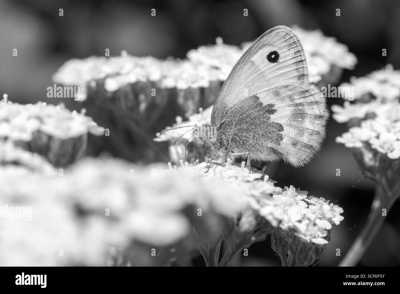 Schwarzweißbild eines Wiesenbraunen Schmetterlings (Maniola jurtina) auf Achillea millefolium „Summer Pastels“ Stockfoto