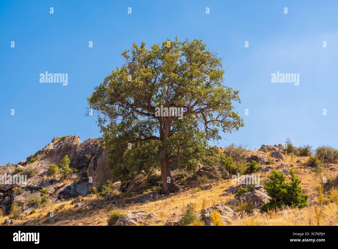 Einsamer Baum auf felsigem Hügel unter klarem blauem Himmel Stockfoto