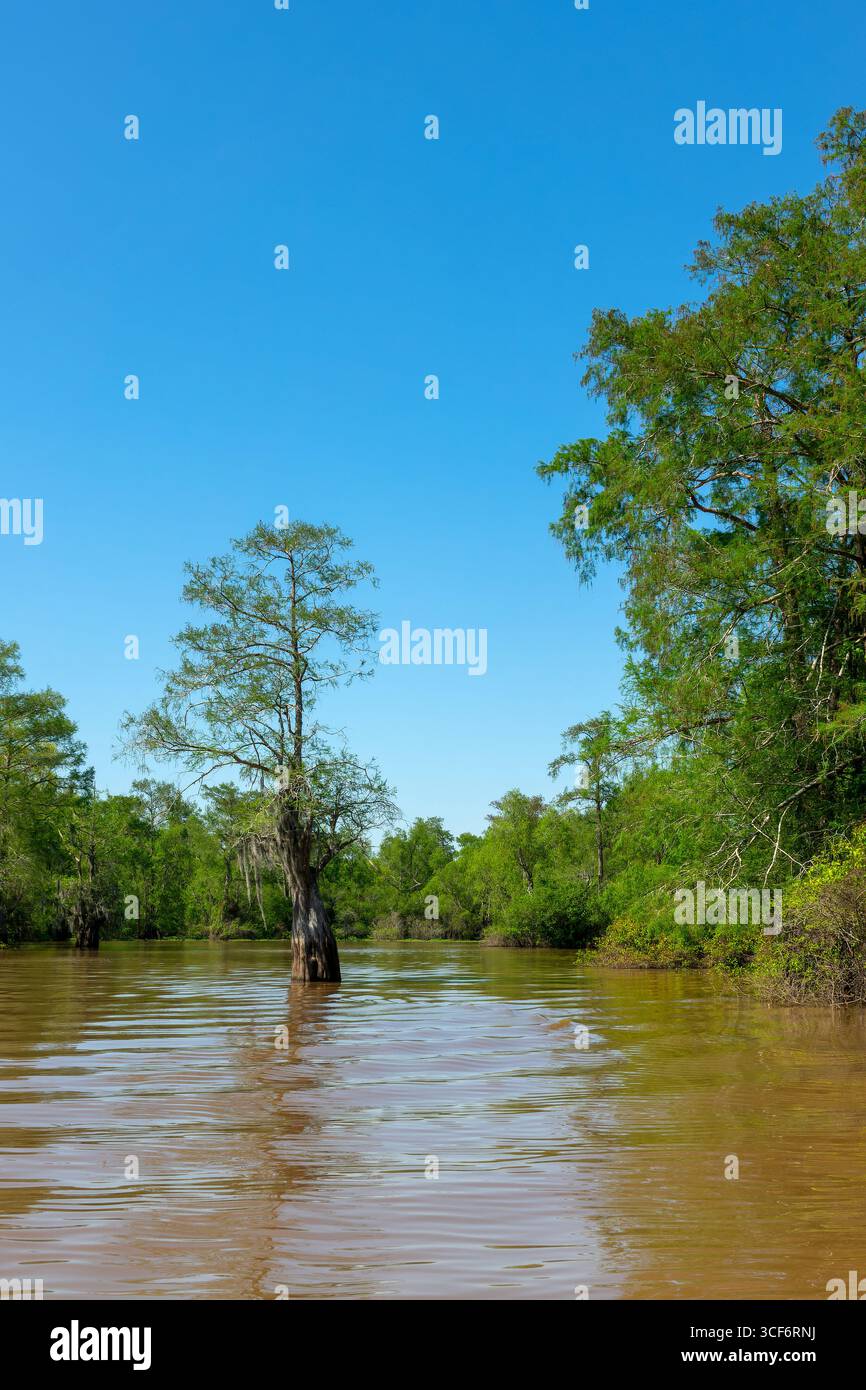 Malerische Landschaft im Atchafalaya Basin, South Louisiana Stockfoto