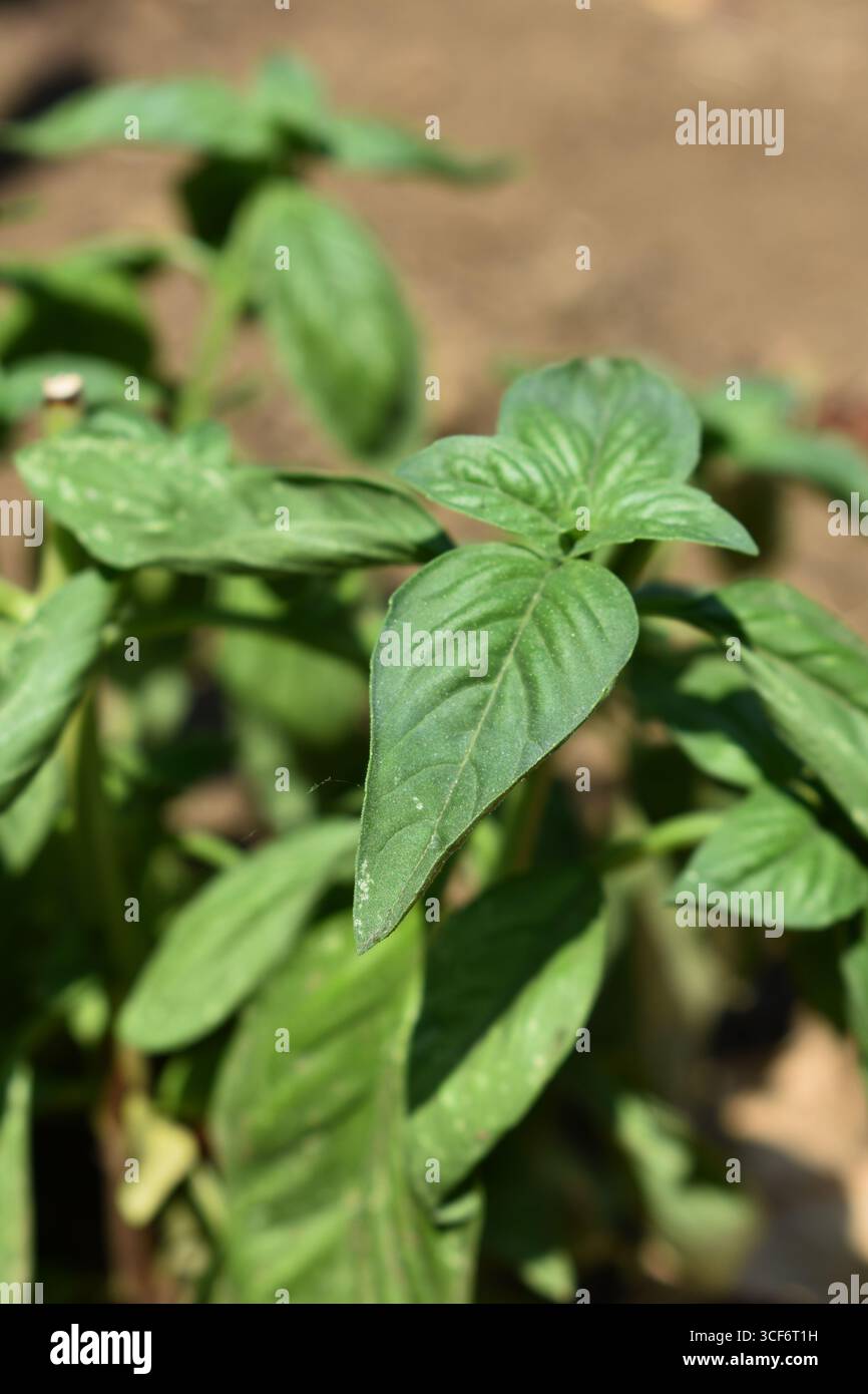 Anbau von Basilikum im Garten oder im Gewächshaus. Anbau eigener Kräuter und Gemüse. Lebensweise der Selbstversorgung. Konzept der Landwirtschaft und des Gartenbaus. Stockfoto