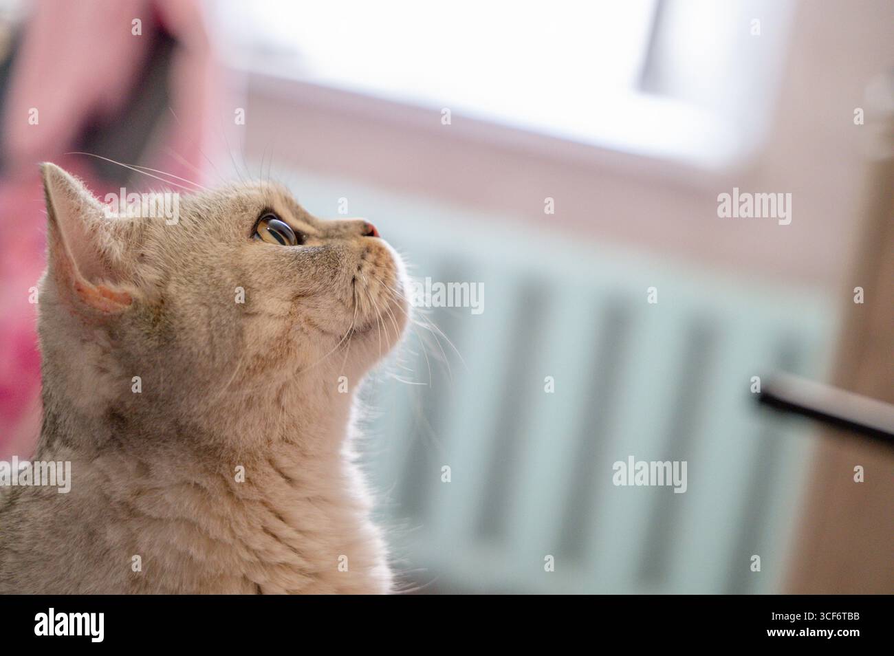 Eine neugierige und verspielte Katze hoch oben auf einem gemütlichen Felsvorsprung blickt nach oben und zeigt ihre bezaubernden Eigenschaften Stockfoto