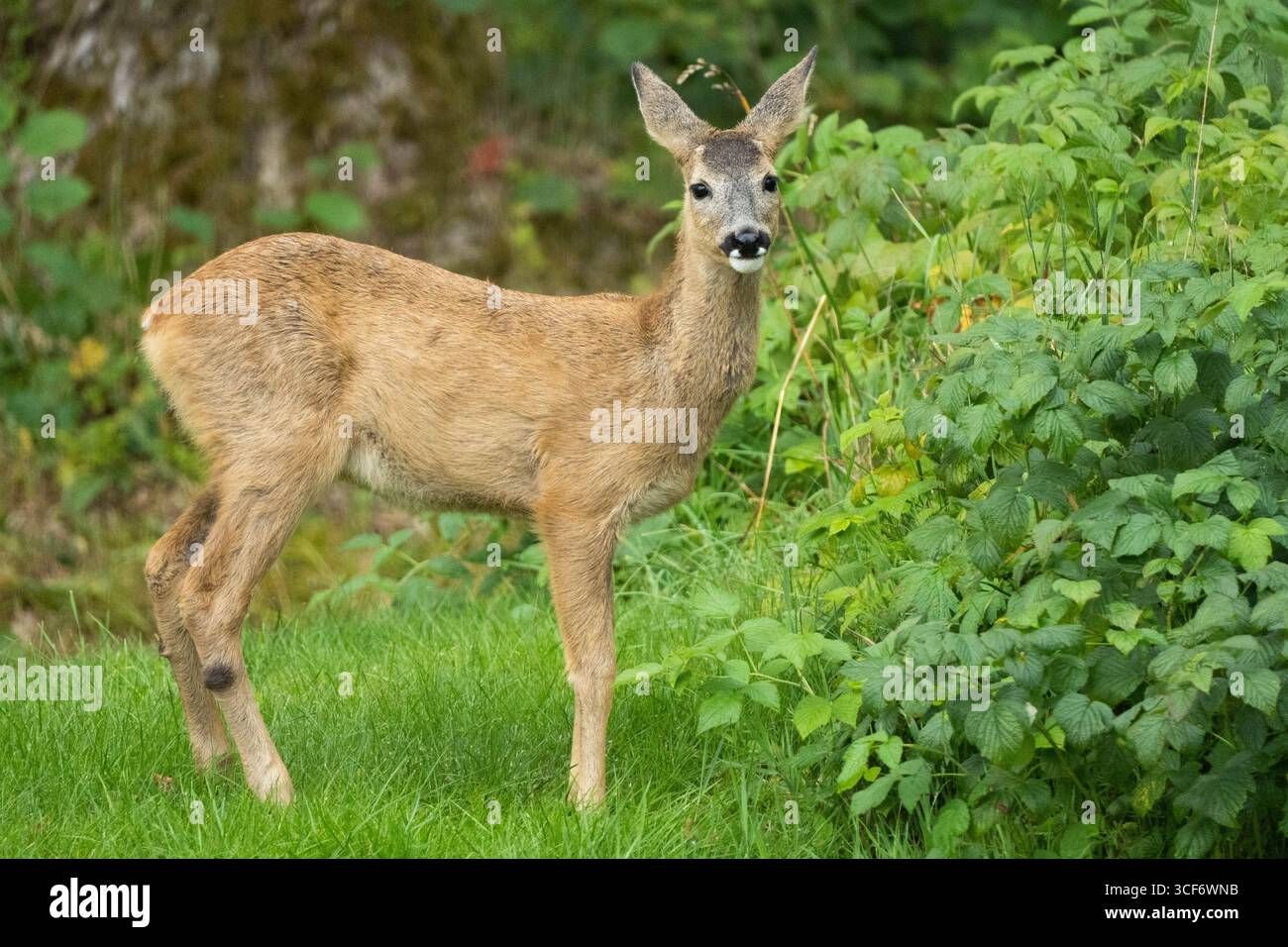 Ydre, Ostergotland, Schweden. August 2025. Ein Wildhirsch ernährt sich von Pflanzen in einem Wald in Ydre, Schweden. (Kreditbild: © Matias Basualdo/ZUMA Press Wire) NUR REDAKTIONELLE VERWENDUNG! Nicht für kommerzielle ZWECKE! Stockfoto