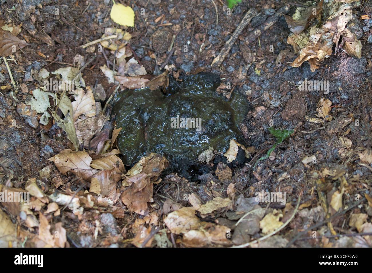 Europäischer Dachs Meles meles Kot und Latrine Amberwood Inclosure New Forest National Park Hampshire England UK Juli 2016 Stockfoto