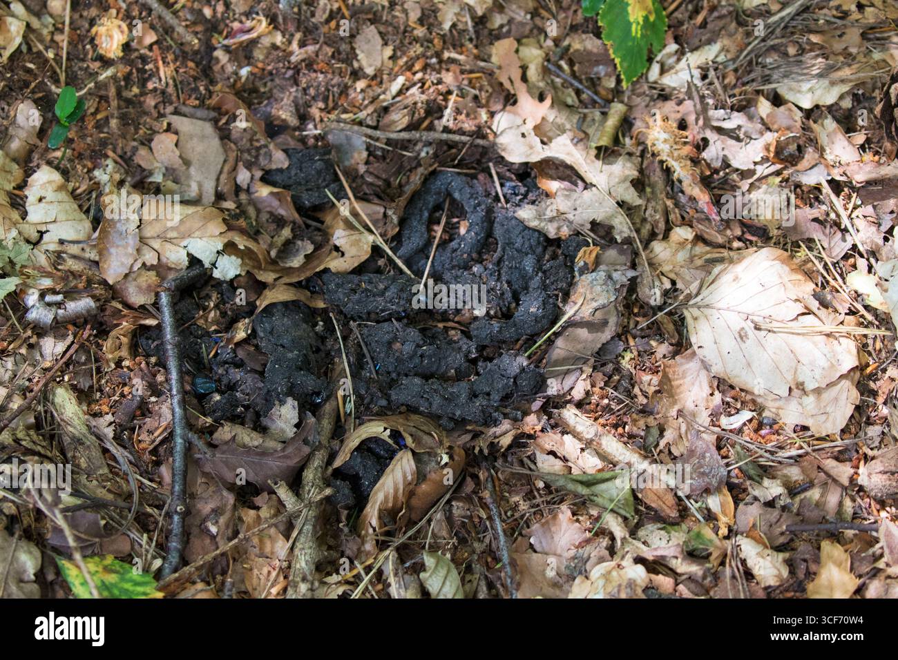 Europäischer Dachs Meles meles Kot und Latrine Amberwood Inclosure New Forest National Park Hampshire England UK Juli 2016 Stockfoto