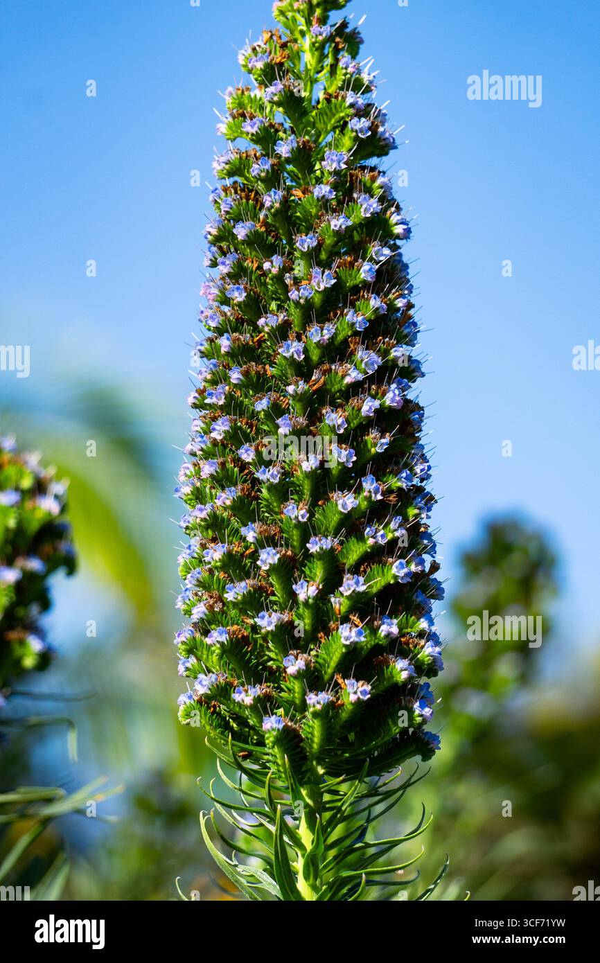 Atemberaubende blaue und rosa Spitzen Stolz von madeira oder Fastuosum, australische Pflanzen, invasive Pflanzen Stockfoto